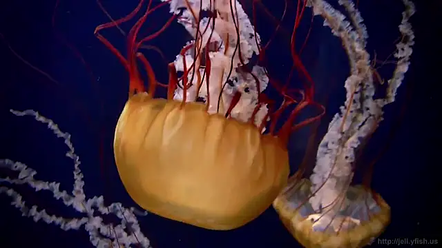 streamy test13 online show from March 21, 2025, 8:17 am