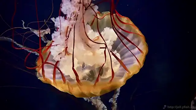 streamy test13 online show from October 7, 2025, 10:56 am