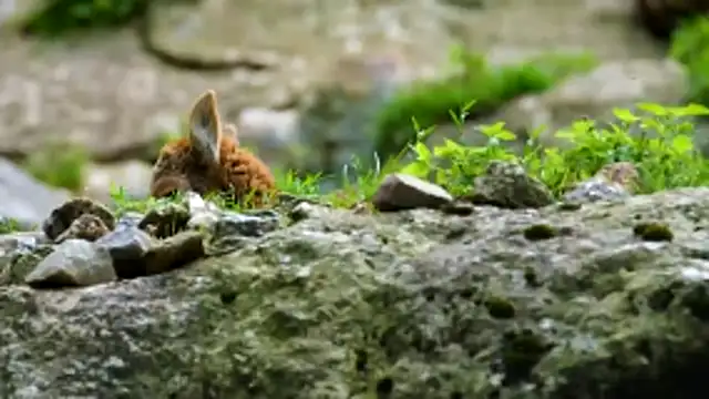 streamy test13 online show from December 18, 2025, 9:04 am