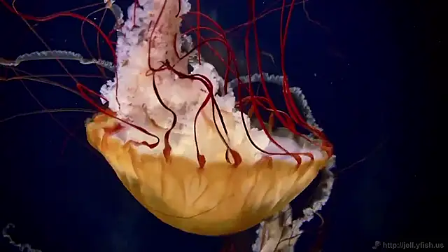 streamy test15 online show from November 13, 2025, 11:53 am