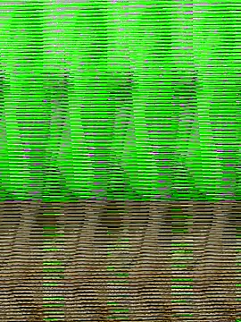 HimiJim online show from November 10, 2025, 11:42 am