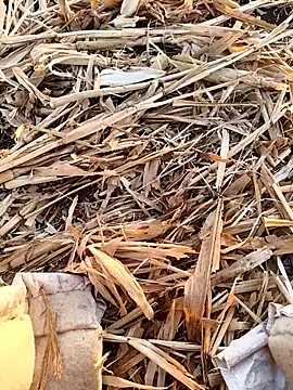 murokkk31 online show from September 16, 2025, 3:18 am