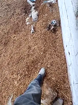 murokkk31 online show from November 15, 2025, 12:45 pm