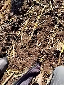 murokkk31 online show from December 18, 2025, 9:37 am