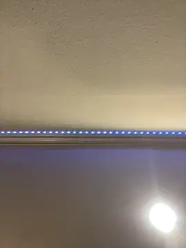 ThicBunz online show from March 16, 2025, 9:58 pm