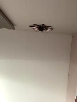 Larabrooks online show from October 9, 2025, 7:01 pm