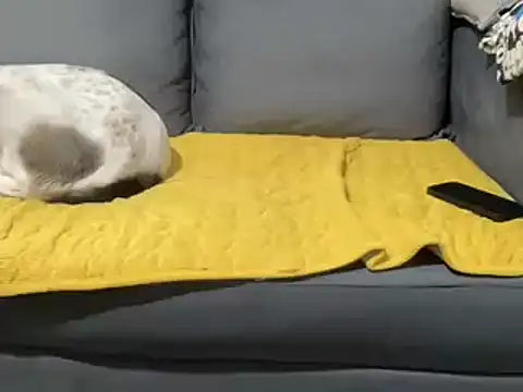 4small4inchlol online show from February 5, 2025, 1:54 pm