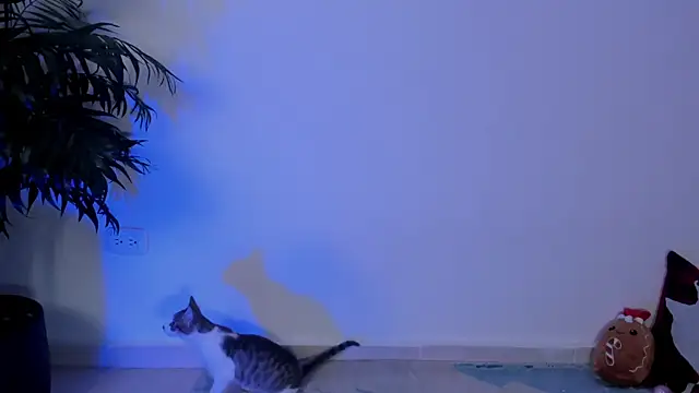 Snapshot of wendymoah chatting on December 17, 2024, 3:28 am wendymoah online show from December 17, 2024, 3:28 am