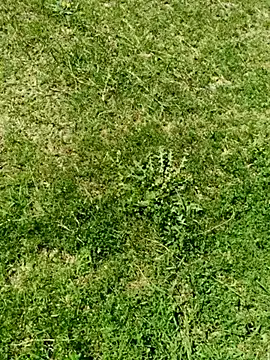 Gururonny07 online show from March 5, 2025, 7:49 am