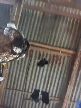 Reynold2608 online show from December 22, 2025, 8:50 pm