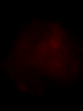 Ozomitro online show from March 13, 2025, 4:23 pm