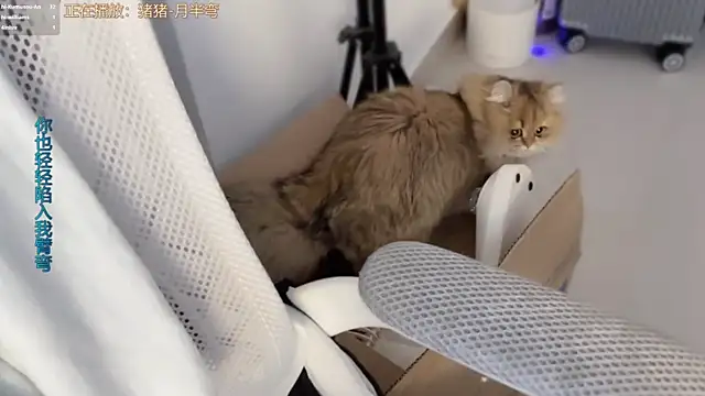 AnAn-520 online show from March 11, 2026, 3:18 pm