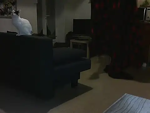 Snapshot of Lauzo21 chatting on March 5, 2025, 3:51 am Lauzo21 online show from March 5, 2025, 3:51 am