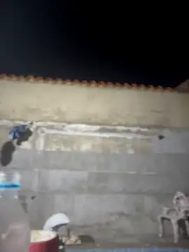 Snapshot of Leo_bunny_hot chatting on February 22, 2026, 2:02 am Leo bunny hot online show from February 22, 2026, 2:02 am