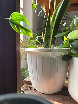 alburt 1996 online show from December 31, 2024, 3:55 am