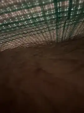 studdboyy online show from December 17, 2025, 3:34 am