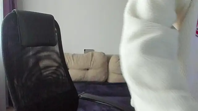 Ostin meow online show from November 7, 2025, 7:08 am