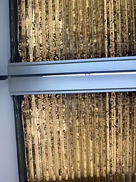 Madisson-Rivas online show from October 14, 2025, 7:14 pm