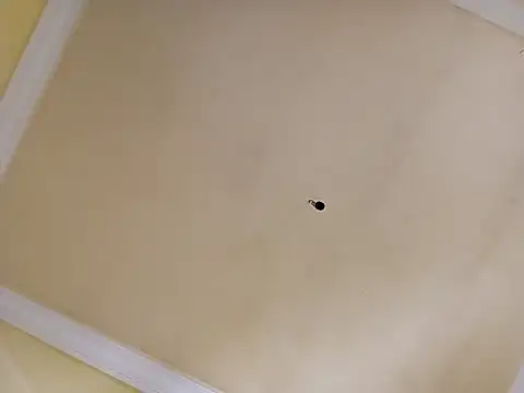 patrona sexooo online show from April 2, 2026, 2:04 pm