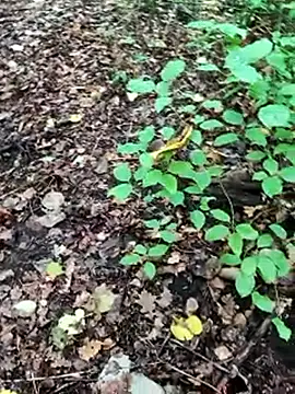 BigLakiixh online show from October 8, 2025, 6:55 am