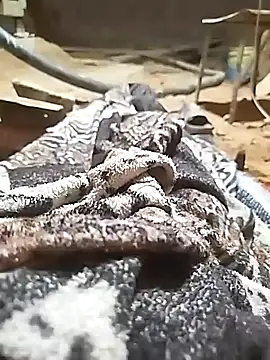 Snapshot of ParousFlow chatting on October 11, 2025, 11:03 pm ParousFlow online show from October 11, 2025, 11:03 pm