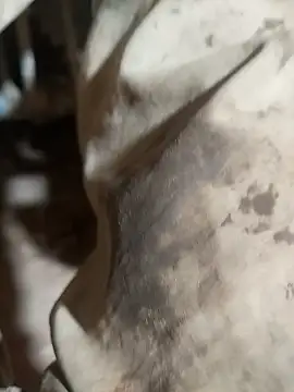 Snapshot of ParousFlow chatting on October 15, 2025, 9:37 pm ParousFlow online show from October 15, 2025, 9:37 pm