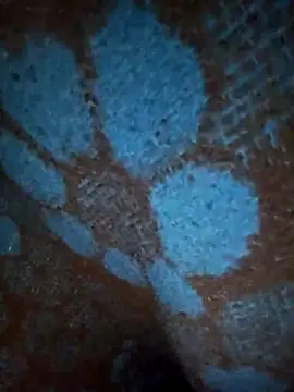 Snapshot of ParousFlow chatting on January 19, 2026, 12:42 pm ParousFlow online show from January 19, 2026, 12:42 pm