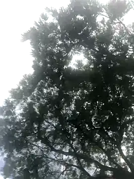 BryanaSmith21 online show from September 19, 2025, 12:28 pm