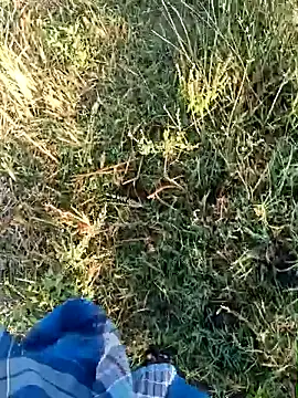 dolphiinn online show from April 19, 2026, 1:49 am