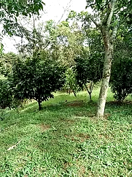 AlphaAlterX online show from January 15, 2026, 2:43 pm