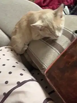 ksenia123 online show from September 24, 2025, 6:28 am