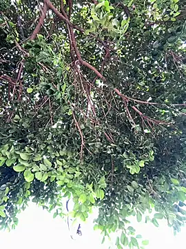 Boy hot- online show from February 20, 2026, 8:09 pm