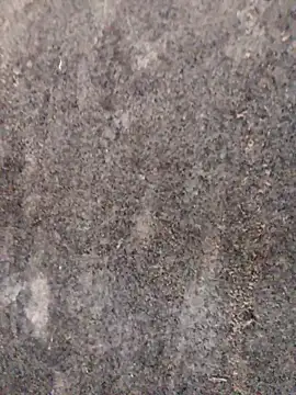 nagepalli online show from November 29, 2025, 3:31 am