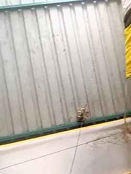 harinisree online show from October 31, 2025, 5:30 am