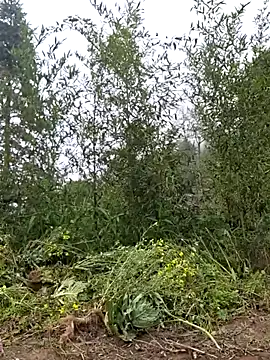 miomio-12 online show from March 25, 2026, 3:56 am