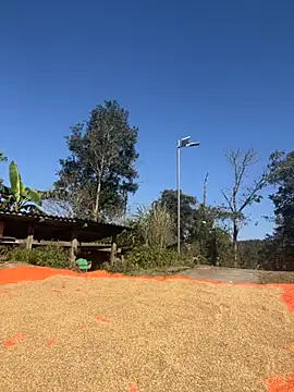 miemie-xx online show from November 26, 2025, 3:18 am