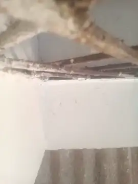 Pallu Asha online show from March 17, 2026, 1:32 am