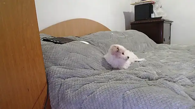 MissyDior8 online show from February 4, 2026, 9:59 am