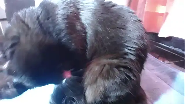 sasha sexy1 online show from March 1, 2026, 2:52 pm