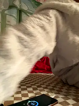 Snapshot of Yes-Baby-A chatting on January 6, 2026, 9:07 pm Yes-Baby-A online show from January 6, 2026, 9:07 pm