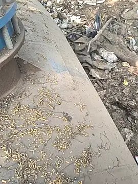 Snapshot of Playboy_pune_ chatting on November 26, 2025, 9:10 am Playboy pune online show from November 26, 2025, 9:10 am