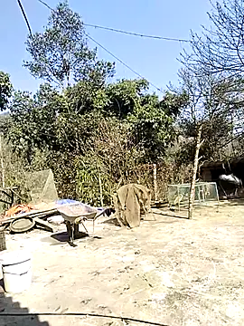 Snapshot of neko-nancy chatting on February 16, 2026, 7:04 am neko-nancy online show from February 16, 2026, 7:04 am