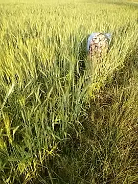 Snapshot of hornycouple20000 chatting on February 21, 2026, 11:55 am hornycouple20000 online show from February 21, 2026, 11:55 am