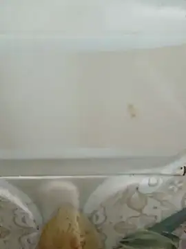 Pagelboy 089 online show from March 19, 2026, 3:05 pm