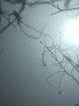 Snapshot of momo_loves chatting on January 9, 2026, 7:44 am momo loves online show from January 9, 2026, 7:44 am