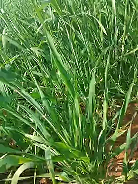 Snapshot of Kirti_sexy chatting on January 15, 2026, 9:25 am Kirti sexy online show from January 15, 2026, 9:25 am