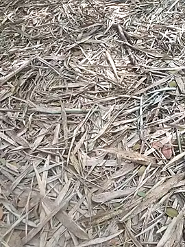 kalai 32 online show from February 6, 2026, 6:51 am