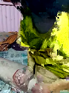 mimpake online show from April 2, 2026, 10:24 am