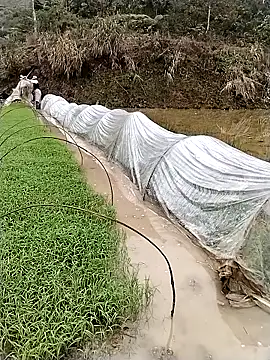 ngocbao11 online show from March 12, 2026, 1:12 am