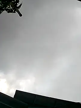 Cute-flowers online show from March 21, 2026, 2:38 am